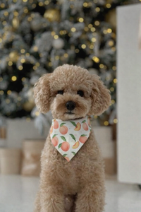 Радостина Р.