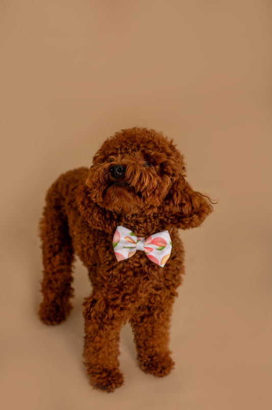 Папийонка Peach